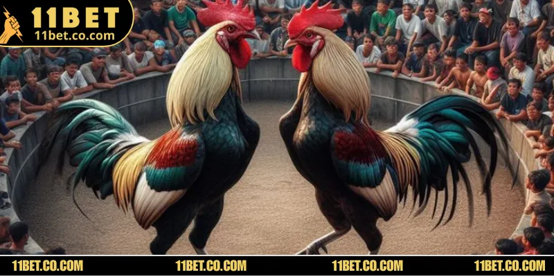 Bật Mí Toàn Bộ Mẹo Cược Đá Gà WS168 Kiếm Triệu Đô Mỗi Ngày Bỏ túi toàn bộ mẹo hay khi cá độ đá gà để kiếm triệu đô mỗi ngày