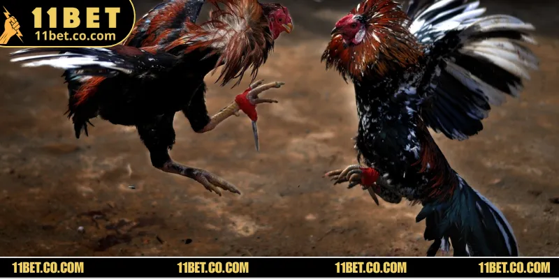 Đá Gà Thomo Mang Đến Sân Chơi Cá Cược Đầy Sôi Động Giới thiệu về thể thức thi đấu trong đá gà Thomo