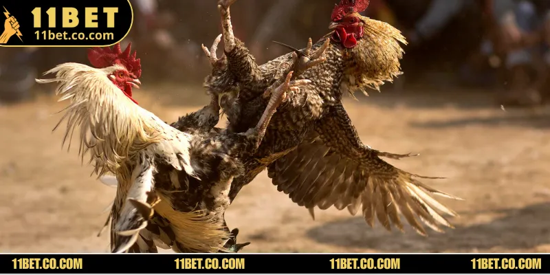 Đá Gà Thomo Mang Đến Sân Chơi Cá Cược Đầy Sôi Động Quy tắc phân định thắng thua của một trận đấu giữa các chiến kê Campuchia