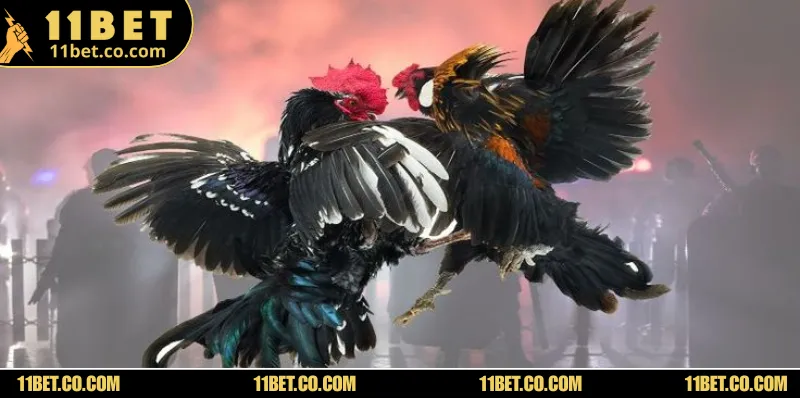 Bật Mí Toàn Bộ Mẹo Cược Đá Gà WS168 Kiếm Triệu Đô Mỗi Ngày Tất tần tật các trò cược kê hấp dẫn có mặt tại sòng bạc trực tuyến